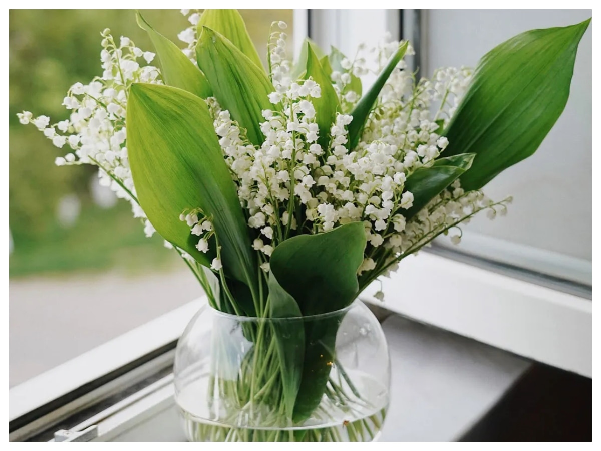 lily of the valley