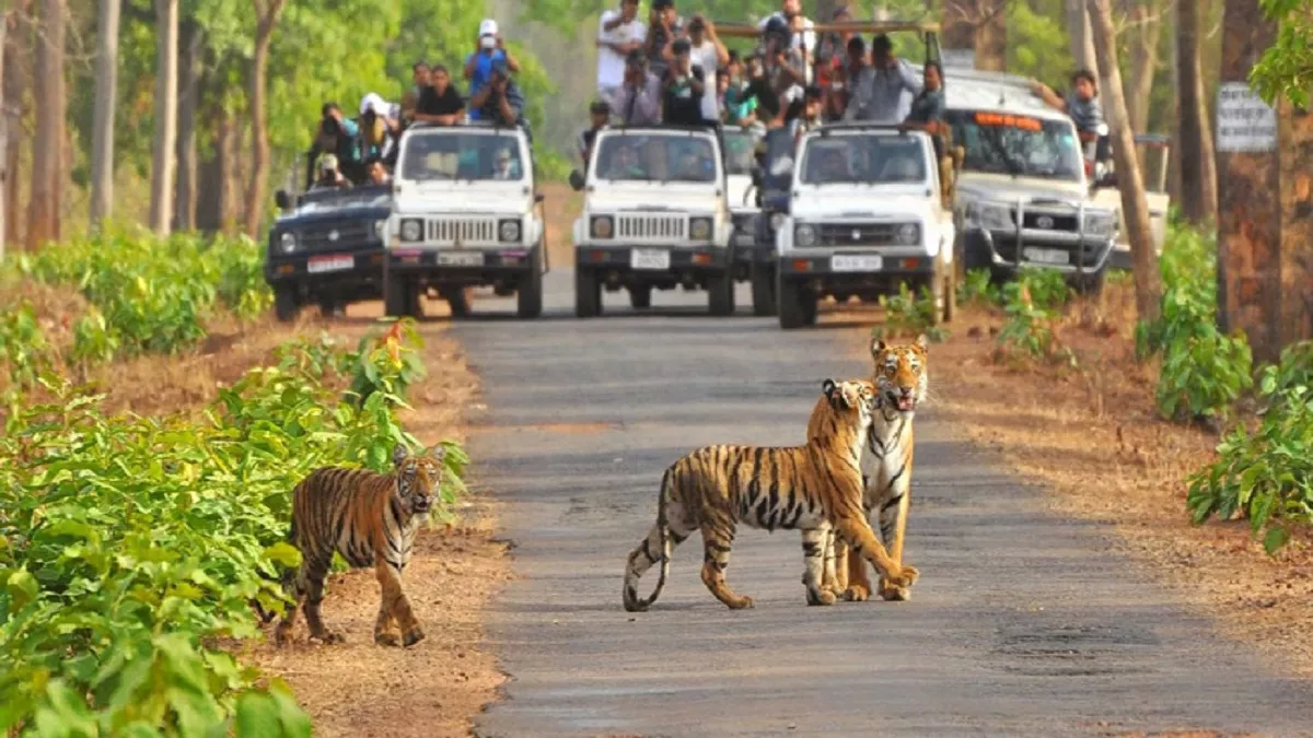   jungle safari 