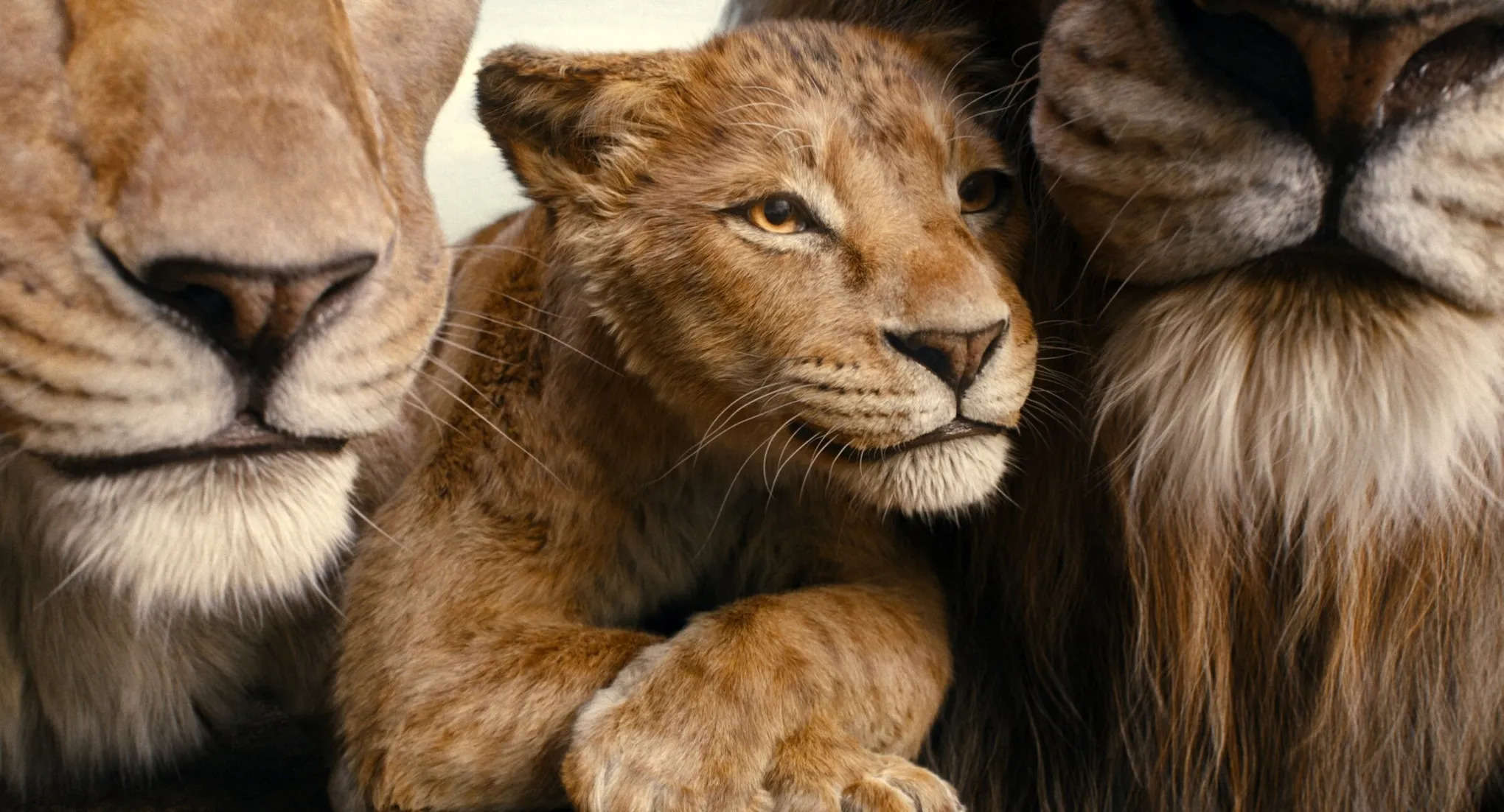 Mufasa- The Lion King Review: SRK-अबराम-और आर्यन की आवाज ने जमा दिया रंग, बच्चों के लिए बेस्ट एंटरटेनर फिल्म पढ़े रिव्यु