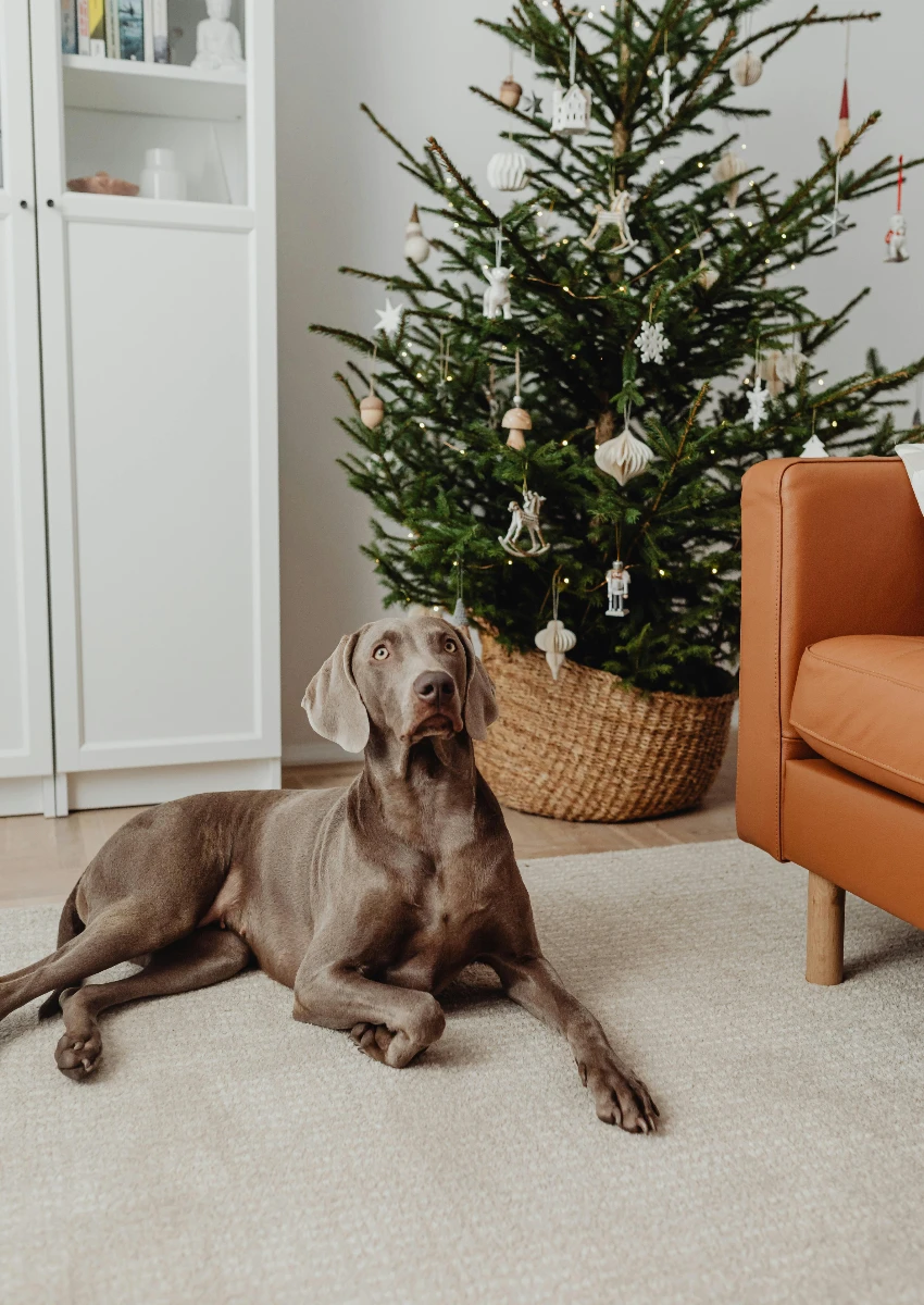 dog next to Christmas tree