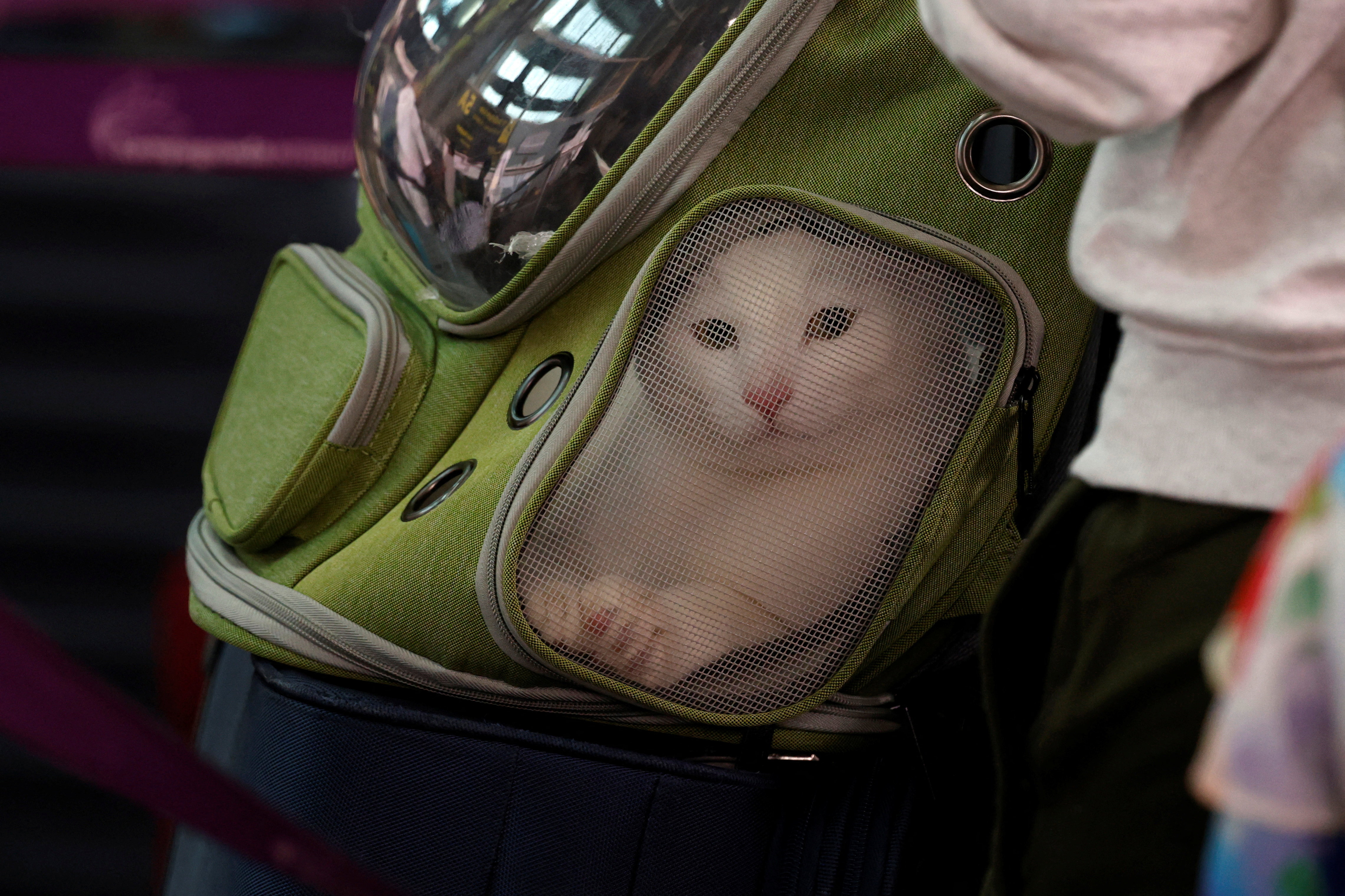 A passenger was seen standing in the queue at Bengaluru airport carrying her pet cat in her back-pack.