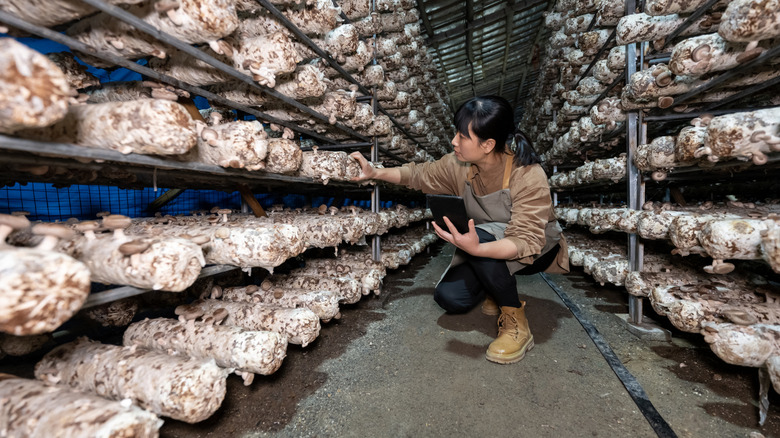 Person holding a tablet examines mushrooms.