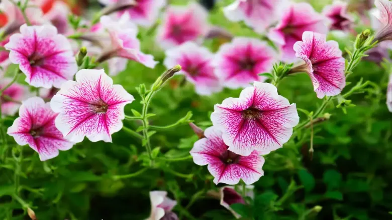 Balcony gardens shine bright with gorgeous petunia flowers