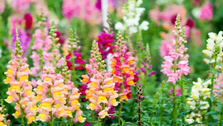 Tall snapdragon plants showing their stunning royal blooms