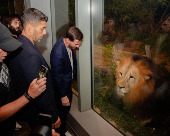 Messi does puj, performs aarti; enjoys time at Vantara zoo ; Anant Ambani gifts him $1.1 million Richard Mille watch