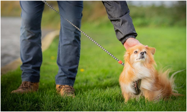 Selecting Among The Top 3 Best Puppy Trainers in Long Beach CA