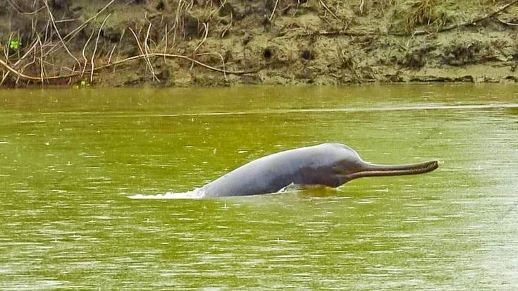 This may contain: an elephant is swimming in the green water