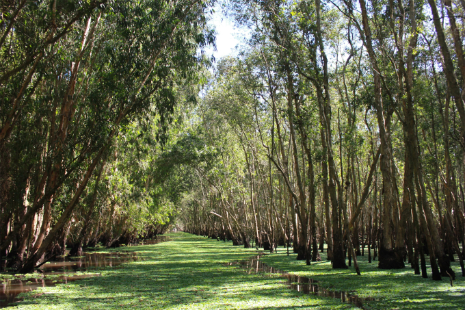 Tra Su cajuput forest is located about 30 km from Chau Doc. Photo: Khanh Thien