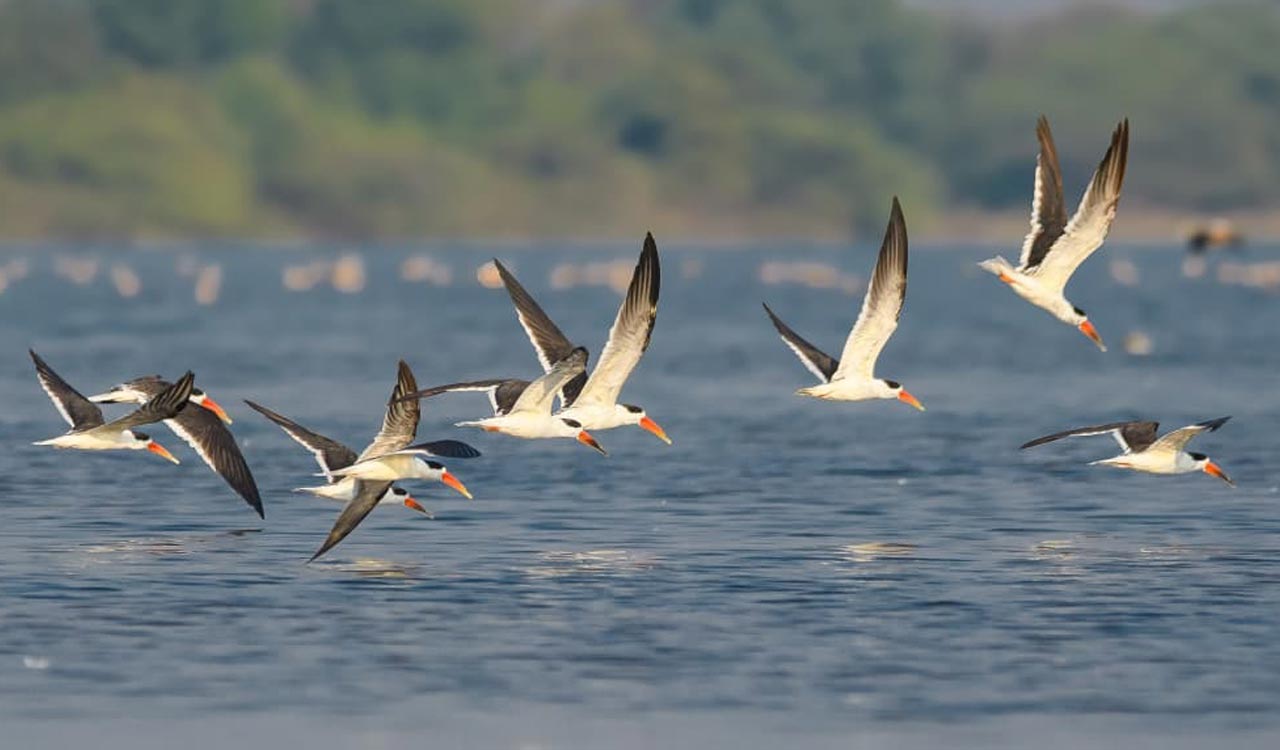City birder Srinivas joins elite group with 400 bird records