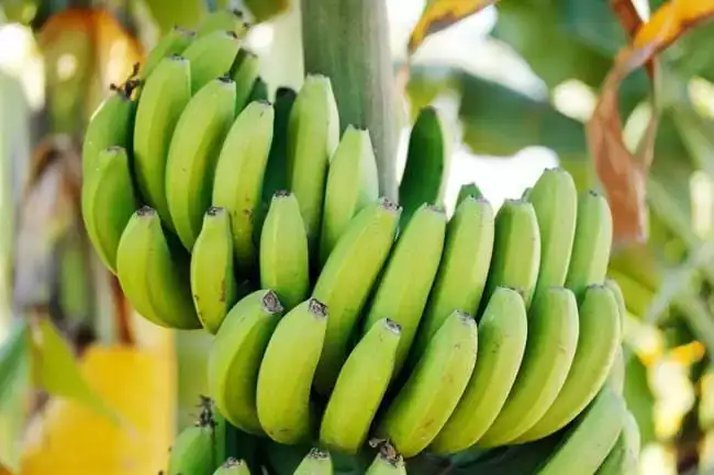 Benefits and precautions of raw banana in diabetes