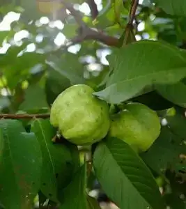 Home remedies to get rid of wrinkles