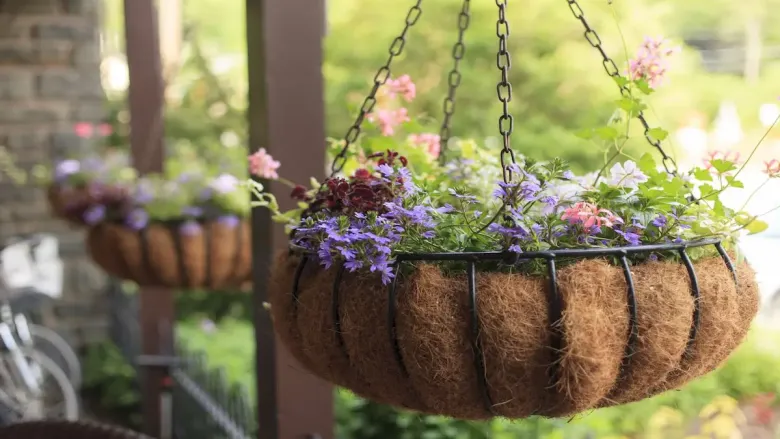 Hanging coconut-lined baskets with colorful blooming flowers