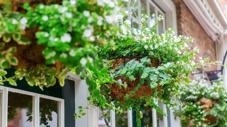 Hanging flower baskets with lush green foliage and white blooms