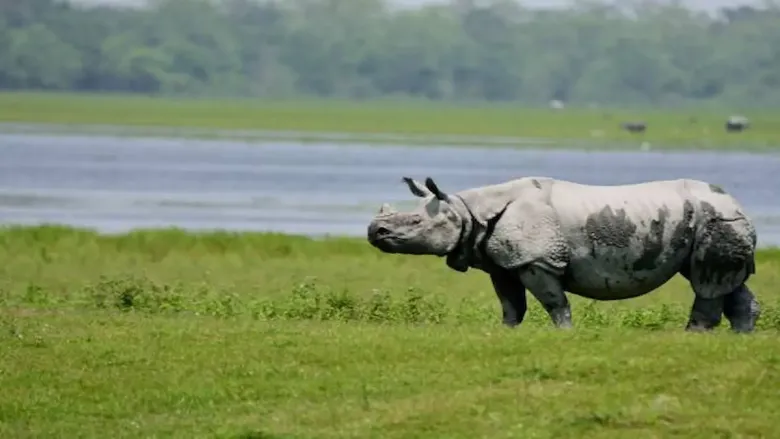 Kaziranga, Assam
