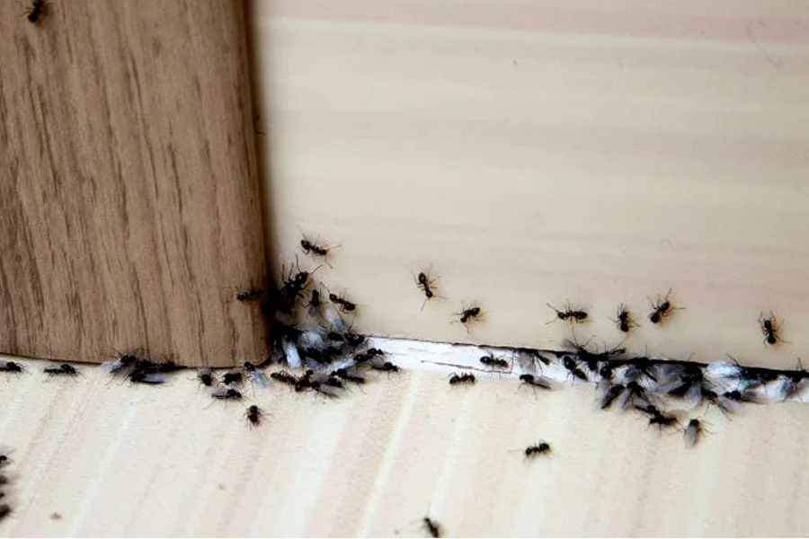 How to get rid of ants naturally