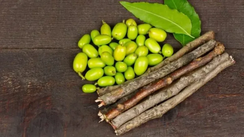 Close-up of a neem datun stick, a natural wooden twig used for cleaning teeth, showing its textured surface and tip for brushing.