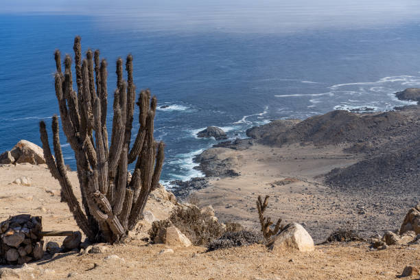 View of the Pacific Ocean from an overlook in Pan de Azucar National Park in the Atacama Desert of northern Chile. In the foreground is a Eulychnia...