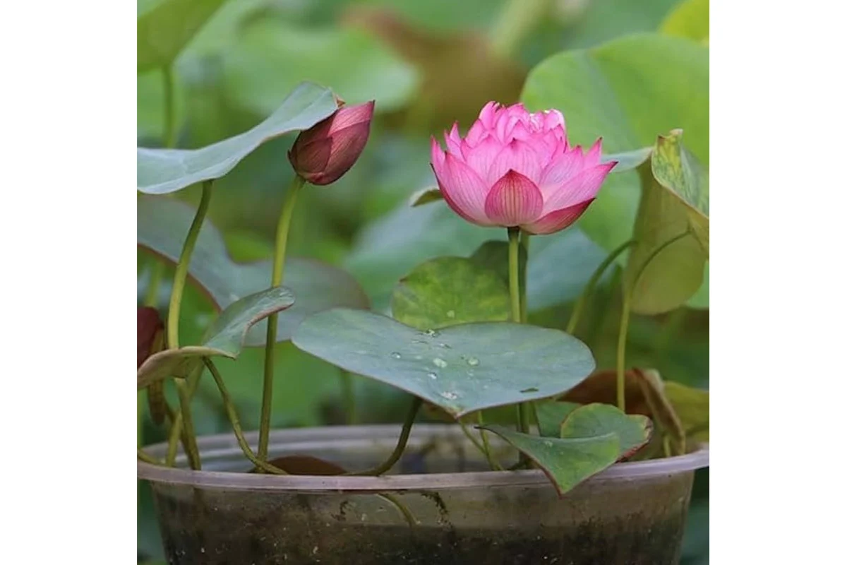 Lifestyle: Growing Land Lotus in Pots, A Simple Guide