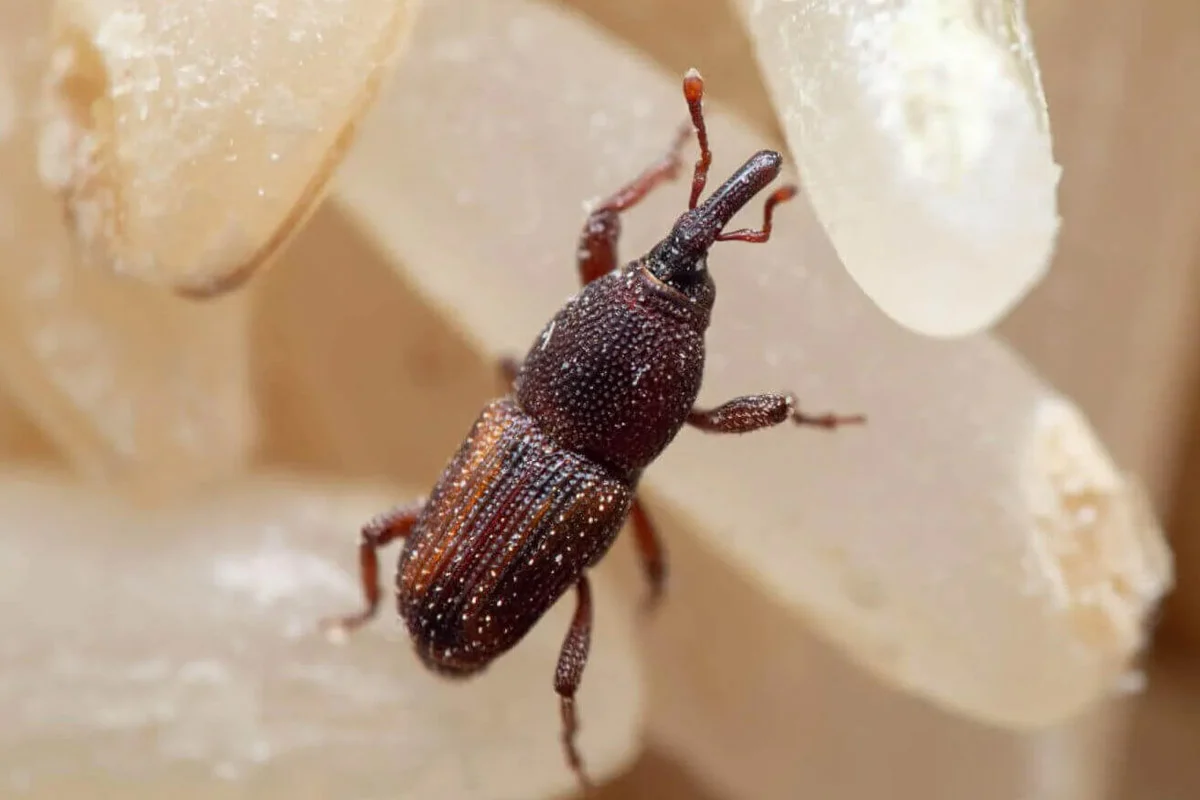 Lifestyle Tips: Protect stored rice from insects with these 4 tips