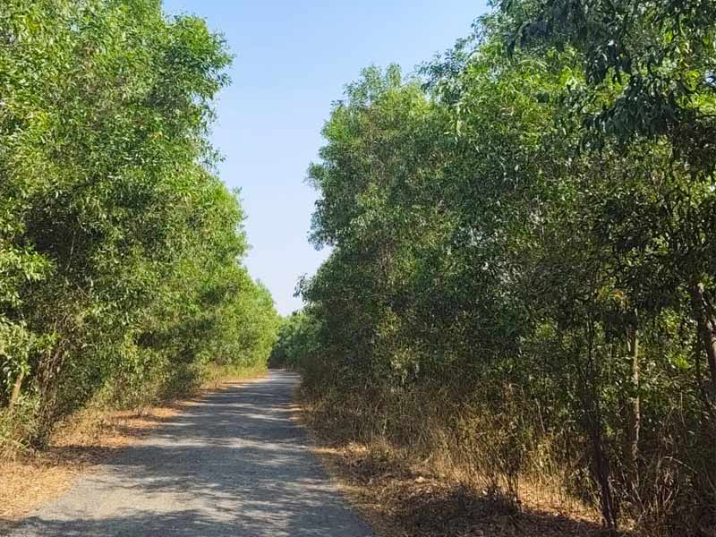 Holi 2026: This time, the big surprise at the festival of colors in Ichadi is the spinach herb Abir.