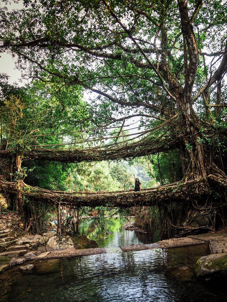 This may contain: a person standing on a fallen tree over a river