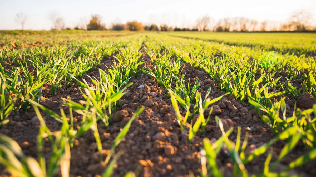 Agriculture Transformation