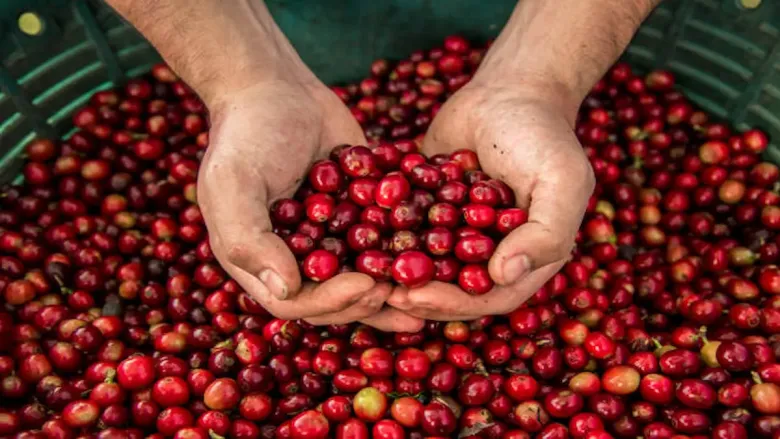 It may help improve metabolism and maintain healthy blood sugar levels.