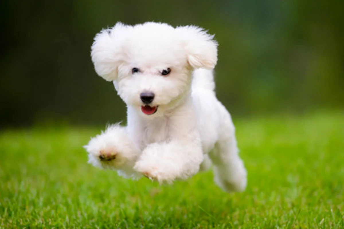 Here is Pet Expenses In India Every Owner Must Know