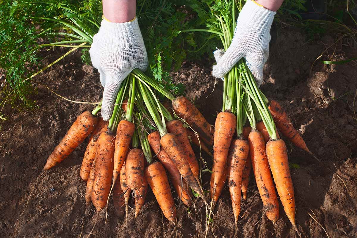 home gardening with 8 fast-growing vegetables such as radish, carrot
