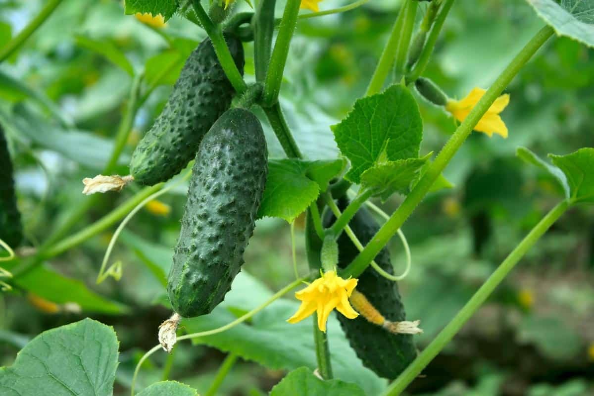 fast-growing vegetables like radish, carrot, cucumber in a home garden