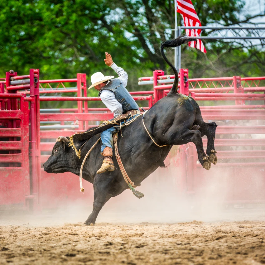 man riding bull at rodeo