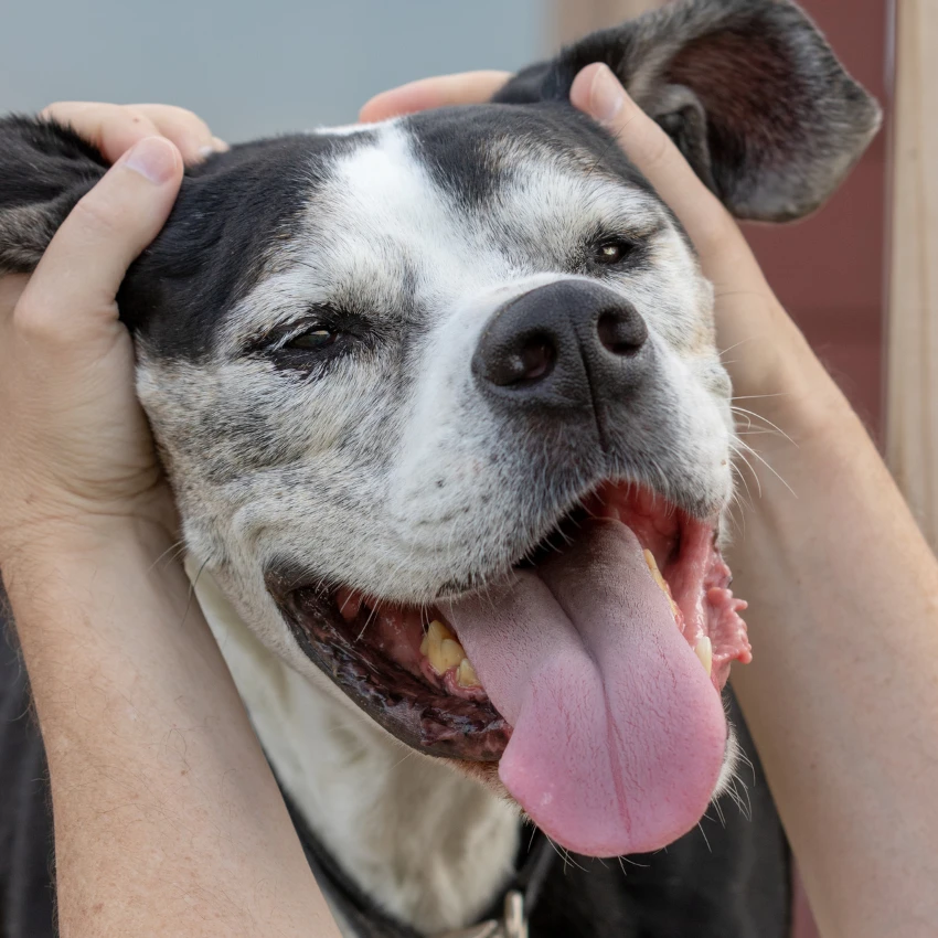 dog getting his ears pet can tell owner loves him