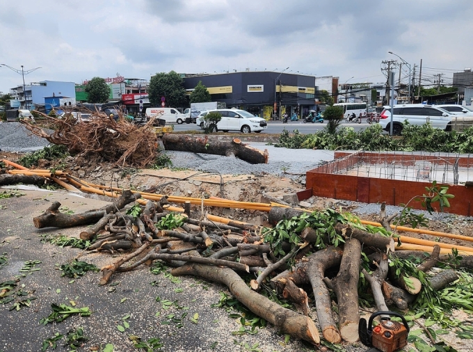 The tree has been cut short, awaiting relocation. Photo by Read/Ha Giang