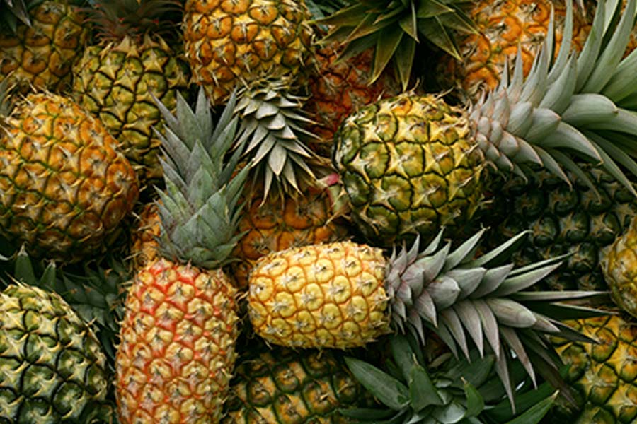 Pineapple farming gear up in Malda