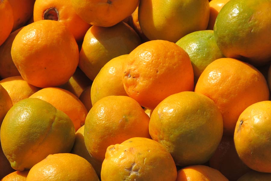 Orange farming faces problem in Kalimpong