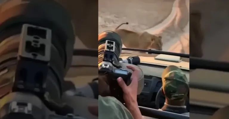 lion-infront-of-safari