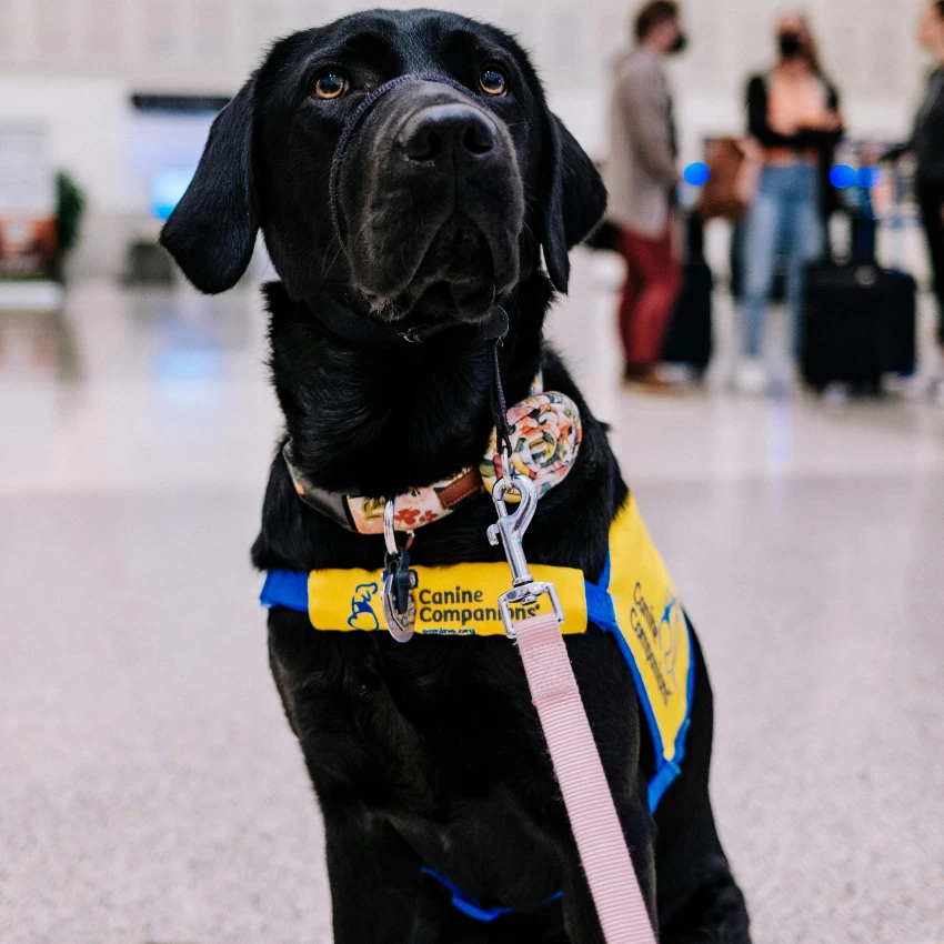 service dog in airport