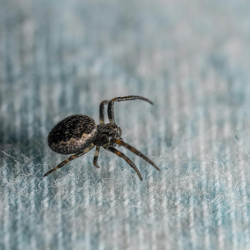 small spider inside house on rug
