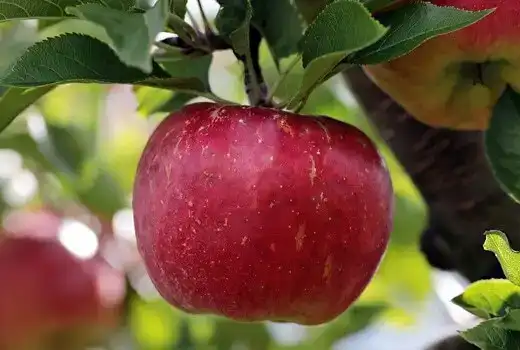 Health Benefits of Apple: Benefits of daily consumption
