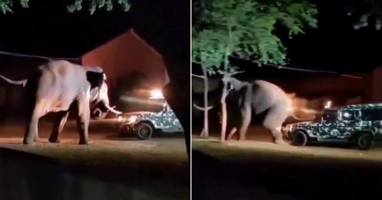 bolero-rams-into-elephant