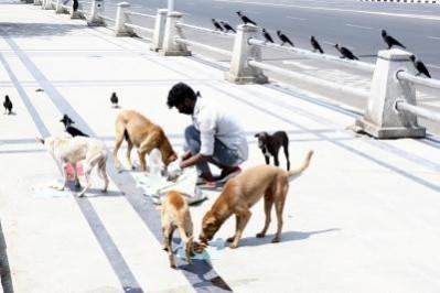 SC questions attitude of those feeding stray dogs in public places