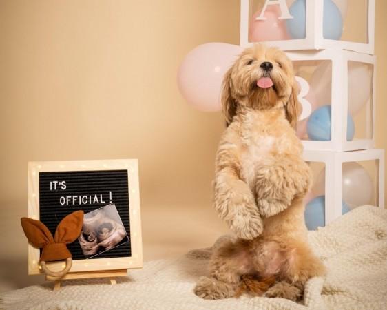 Sambhavna Seth announces pregnancy via surrogacy after multiple failed IVFs, miscarriage; is surrogacy banned in India? Here's what law says