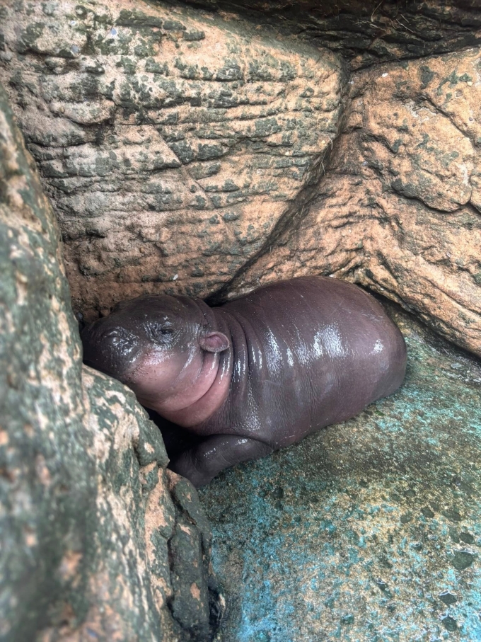 Baby pygmy hippo Nong Moo Daeng. Photo from Nakhon Ratchasima Zoos Facebook page