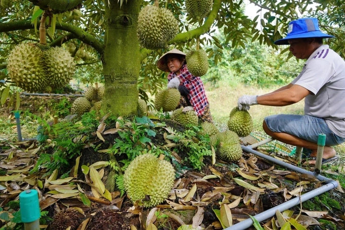 Farmers harvest durians in Dong Thap Province. Photo by Read/Hoang Nam