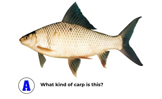 Can you tell these three different types of carp apart? - 1