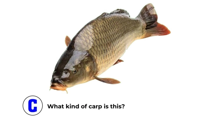 Can you tell these three different types of carp apart? - 3