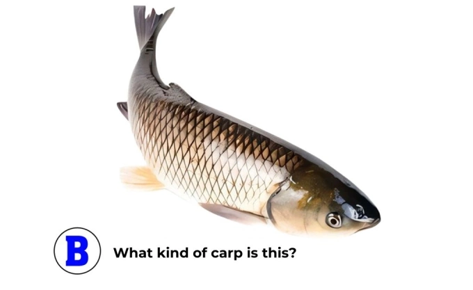 Can you tell these three different types of carp apart? - 2