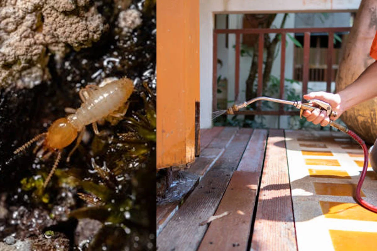 5 ways to remove termites and save wooden furniture