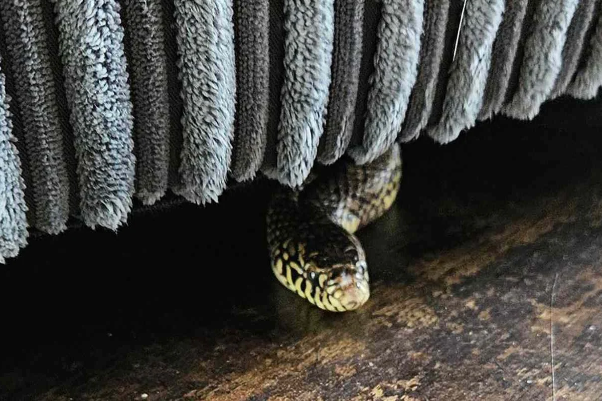 6 ways to understand if a snake is hiding in your garden
