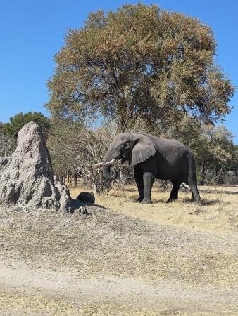wildlife tourism